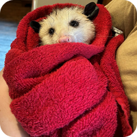 Opossum wrapped in a towel like a baby.