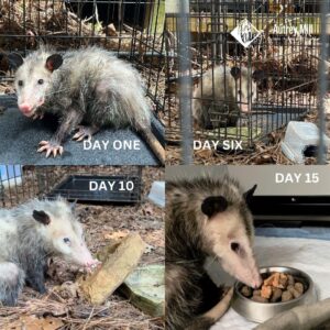 Several pictures collaged together. Starting with an ill and scragely looking Opposum and ending with a healthy looking Opposum.