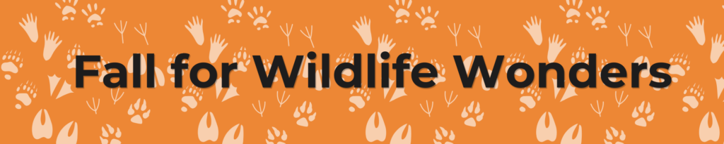 outline of various animal foot prints.